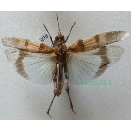 Orthoptera2 sp. Albania97d